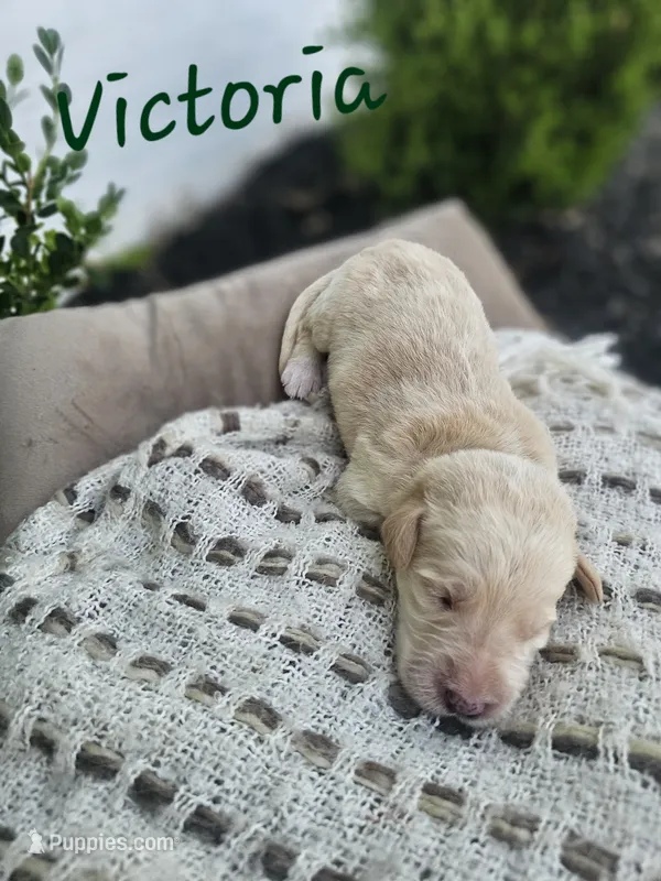 Victoria  – Labradoodle puppy for sale in Kannapolis, NC