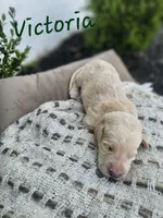 Victoria , a female Labradoodle for sale in Kannapolis, NC – 4 of 6