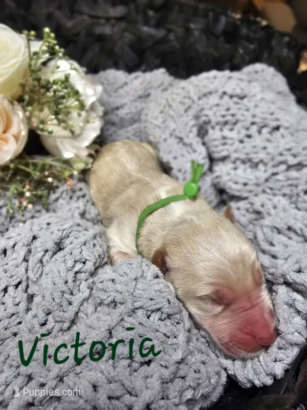 Victoria  – Labradoodle puppy for sale in Kannapolis, NC