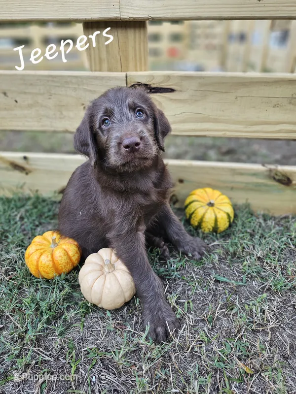 Jeepers – Labradoodle puppy for sale in Kannapolis, NC