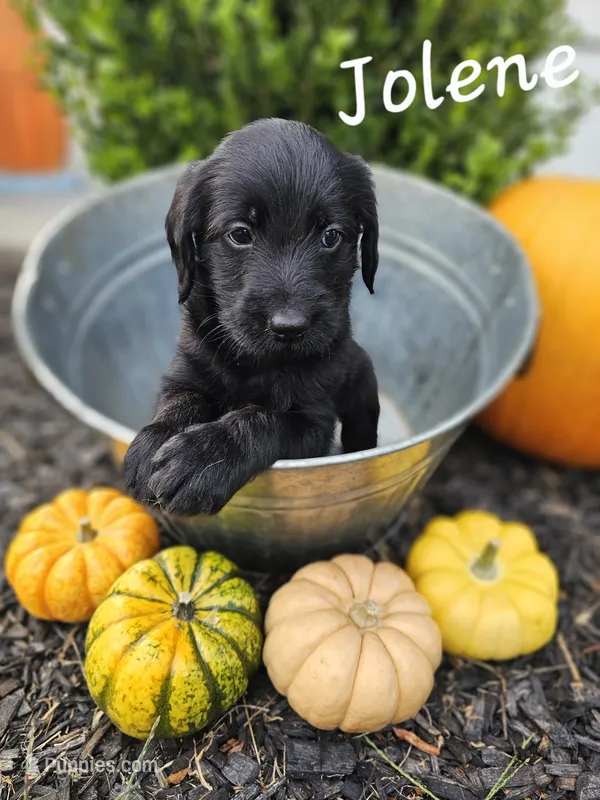 Wednesday – Labradoodle puppy on hold in Kannapolis, NC