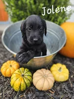Wednesday, a female Labradoodle for sale in Kannapolis, NC – 1 of 6