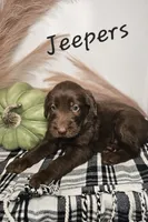 Jeepers, a male Labradoodle for sale in Kannapolis, NC – 2 of 5