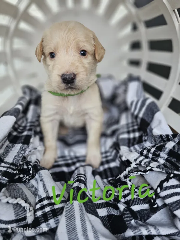 Victoria  – Labradoodle puppy for sale in Kannapolis, NC