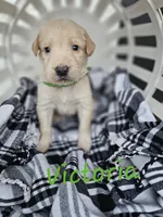 Victoria , a female Labradoodle for sale in Kannapolis, NC – 3 of 6