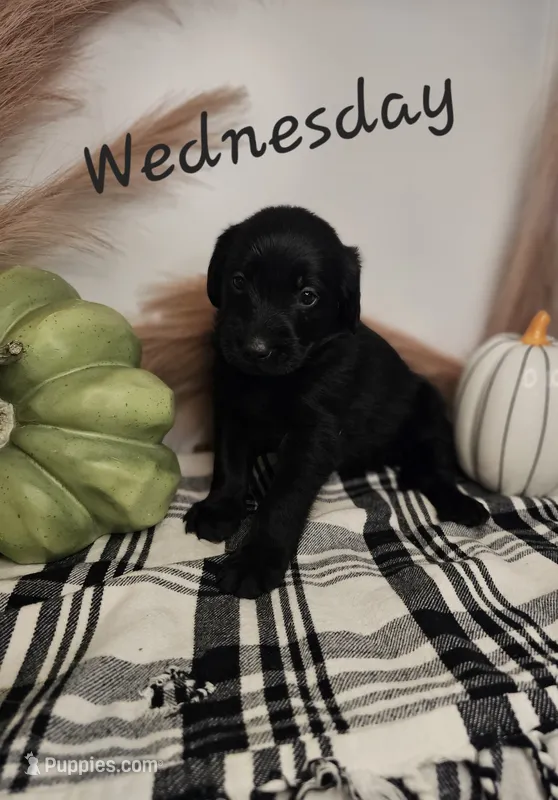 Wednesday – Labradoodle puppy for sale in Kannapolis, NC
