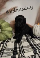 Wednesday, a female Labradoodle for sale in Kannapolis, NC – 2 of 6