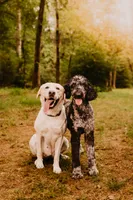 Buffy, a female Labradoodle for sale in Kannapolis, NC – 2 of 2