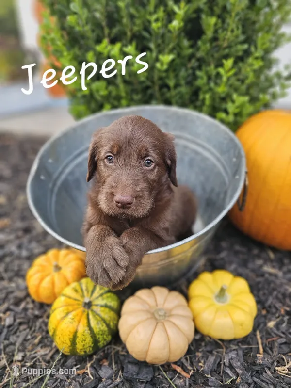Jeepers – Labradoodle puppy for sale in Kannapolis, NC