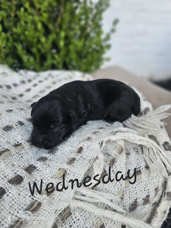 Wednesday – Labradoodle puppy for sale in Kannapolis, NC
