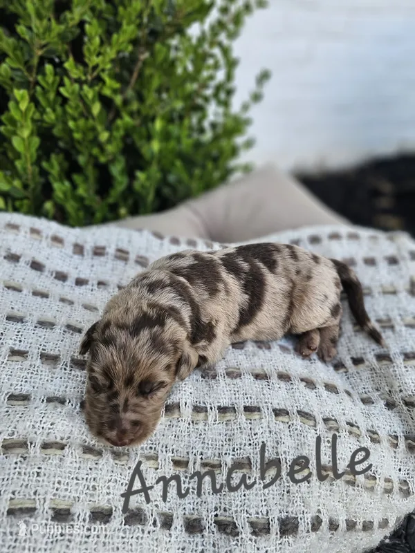 Anabelle – Labradoodle puppy for sale in Kannapolis, NC