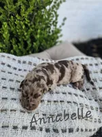 Anabelle, a female Labradoodle for sale in Kannapolis, NC – 4 of 6