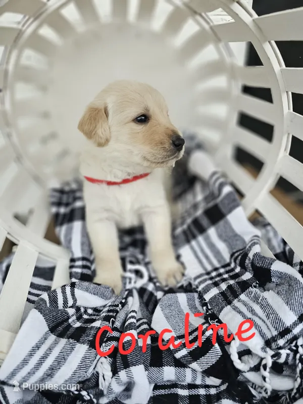 Coraline – Labradoodle puppy for sale in Kannapolis, NC