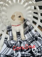 Coraline, a female Labradoodle for sale in Kannapolis, NC – 3 of 6