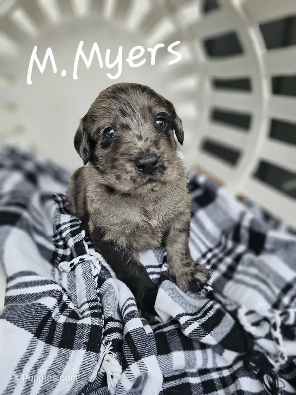M. Myers – Labradoodle puppy for sale in Kannapolis, NC