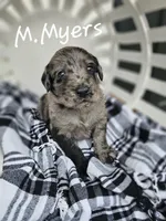 M. Myers, a male Labradoodle for sale in Kannapolis, NC – 3 of 6