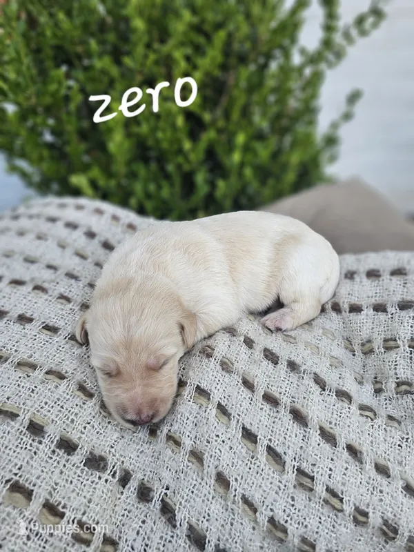 Zero – Labradoodle puppy for sale in Kannapolis, NC