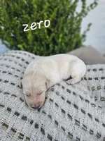 Zero, a male Labradoodle for sale in Kannapolis, NC – 4 of 6