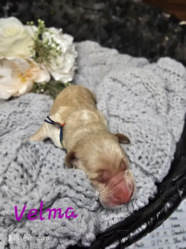 Velma – Labradoodle puppy for sale in Kannapolis, NC