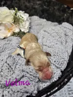 Velma, a female Labradoodle for sale in Kannapolis, NC – 1 of 2