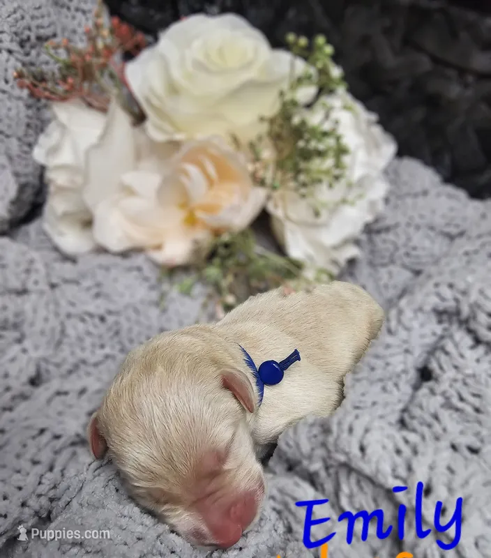 Emily – Labradoodle puppy for sale in Kannapolis, NC