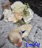 Emily, a female Labradoodle for sale in Kannapolis, NC – 1 of 2