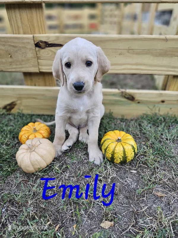 Emily – Labradoodle puppy for sale in Kannapolis, NC