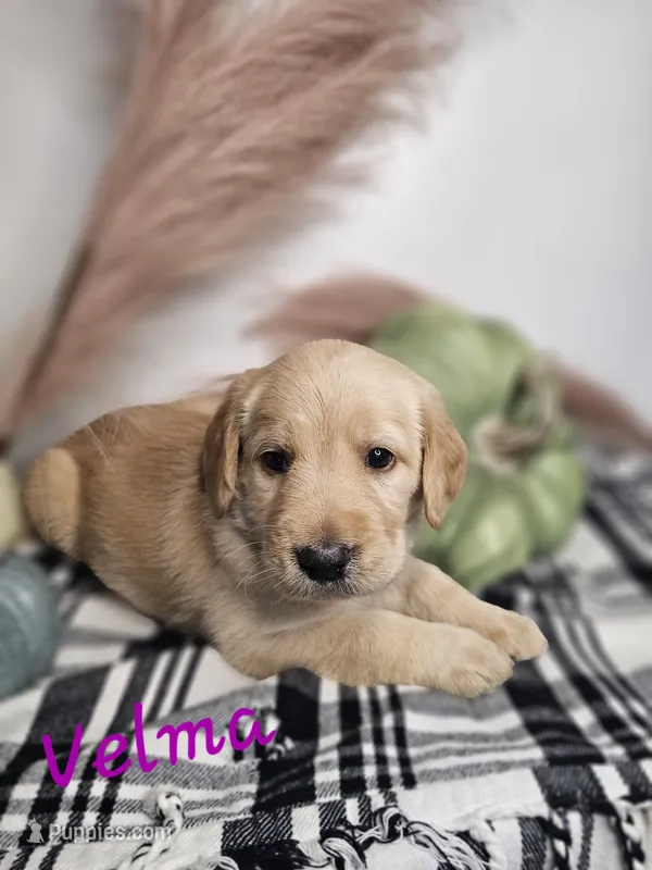 Velma – Labradoodle puppy for sale in Kannapolis, NC