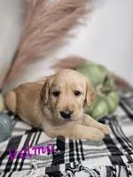 Velma, a female Labradoodle for sale in Kannapolis, NC – 2 of 6