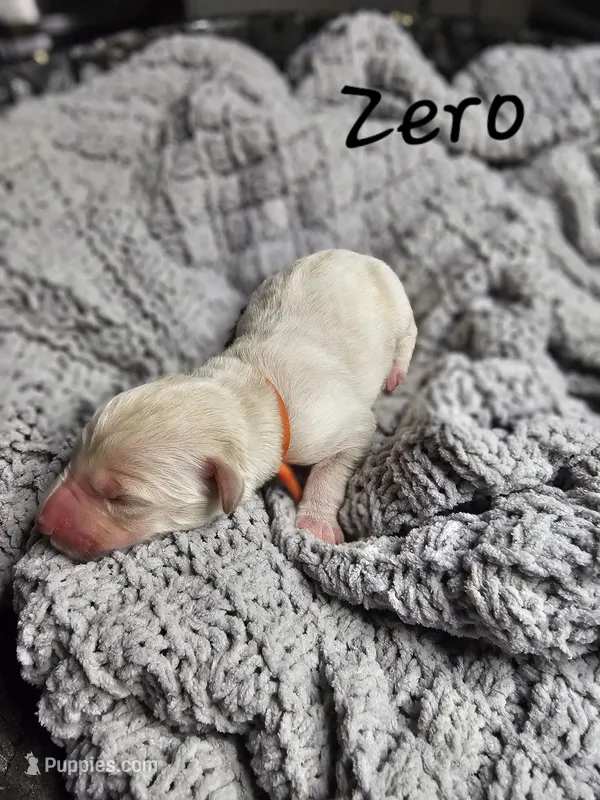 Zero – Labradoodle puppy for sale in Kannapolis, NC