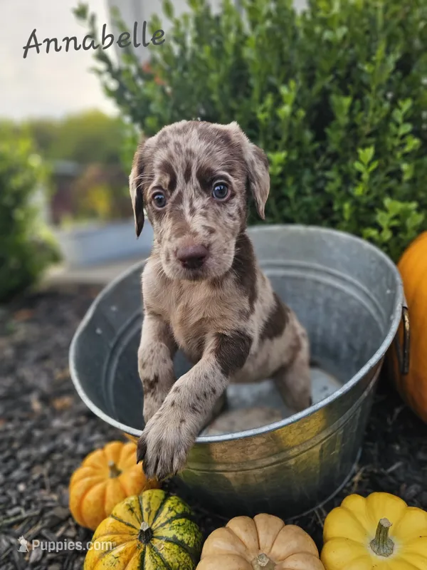 Anabelle – Labradoodle puppy for sale in Kannapolis, NC