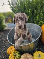 Anabelle, a female Labradoodle for sale in Kannapolis, NC – 1 of 6