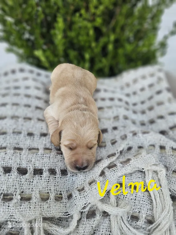 Velma – Labradoodle puppy for sale in Kannapolis, NC