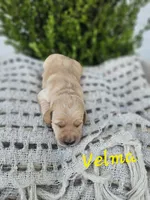 Velma, a female Labradoodle for sale in Kannapolis, NC – 4 of 6