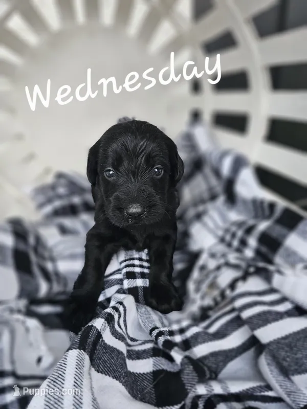 Wednesday – Labradoodle puppy for sale in Kannapolis, NC