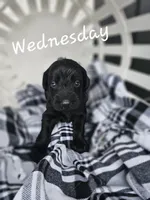Wednesday, a female Labradoodle for sale in Kannapolis, NC – 3 of 6