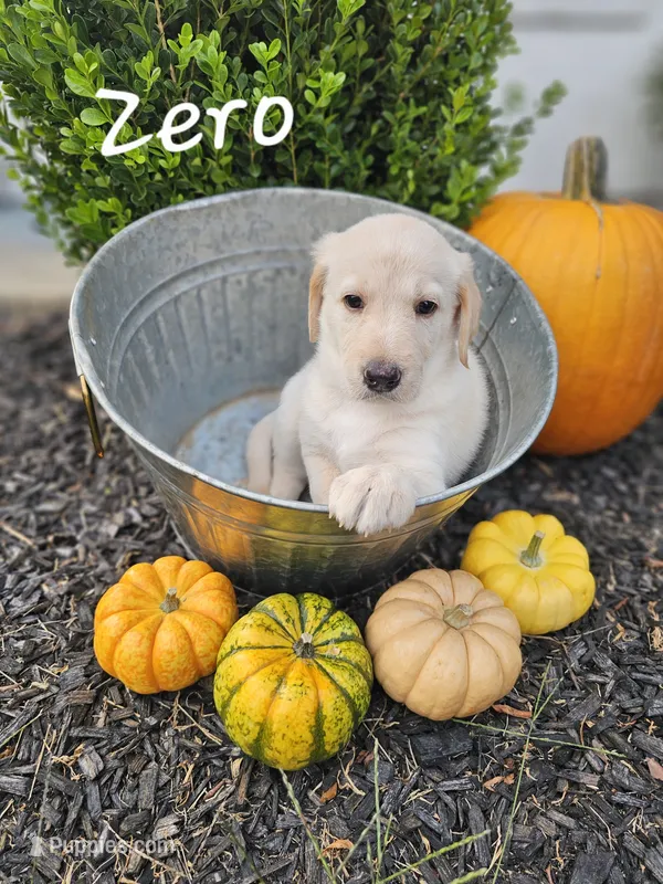 Zero – Labradoodle puppy for sale in Kannapolis, NC