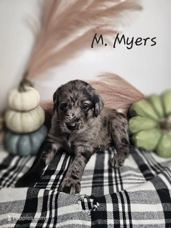 M. Myers – Labradoodle puppy for sale in Kannapolis, NC