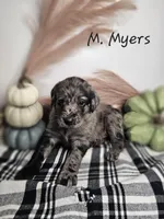 M. Myers, a male Labradoodle for sale in Kannapolis, NC – 2 of 6