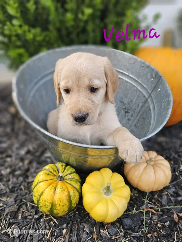 Velma – Labradoodle puppy for sale in Kannapolis, NC