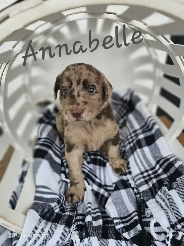 Anabelle – Labradoodle puppy for sale in Kannapolis, NC