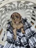 Anabelle, a female Labradoodle for sale in Kannapolis, NC – 3 of 6