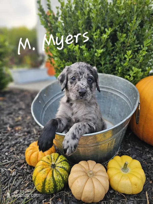 M. Myers – Labradoodle puppy for sale in Kannapolis, NC