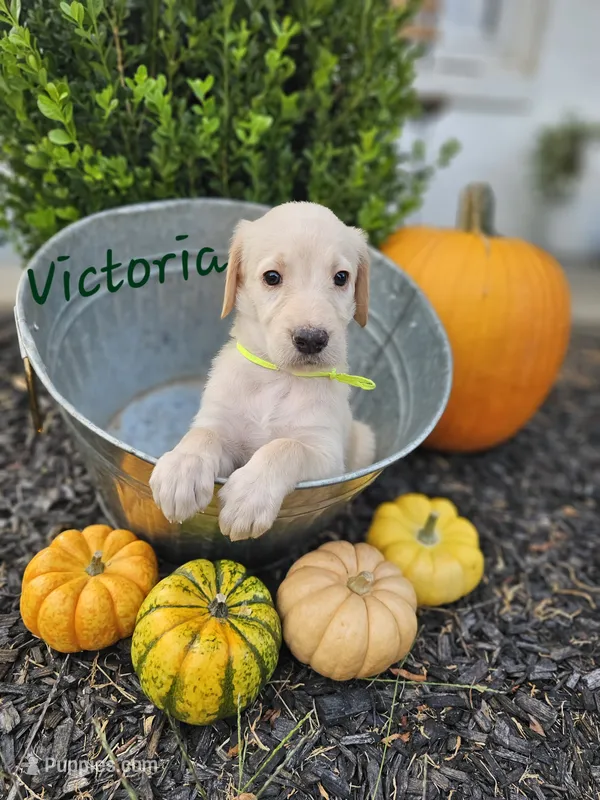Victoria  – Labradoodle puppy for sale in Kannapolis, NC