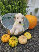 Victoria , a female Labradoodle for sale in Kannapolis, NC – 1 of 6