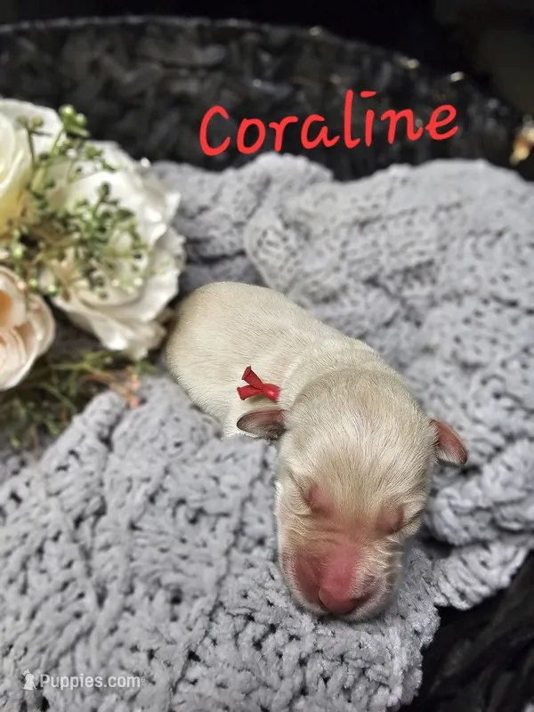 Coraline – Labradoodle puppy for sale in Kannapolis, NC