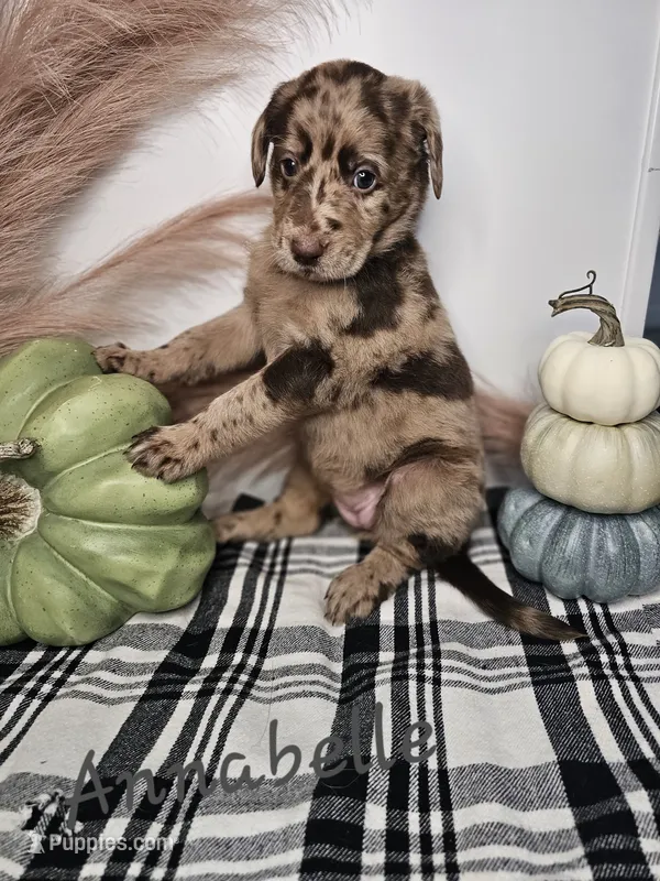 Anabelle – Labradoodle puppy for sale in Kannapolis, NC