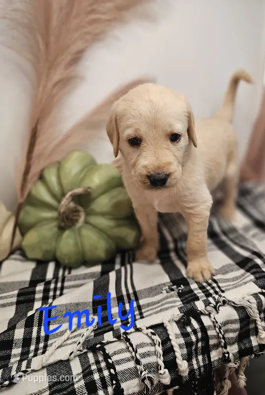 Emily – Labradoodle puppy for sale in Kannapolis, NC