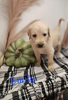 Emily, a female Labradoodle for sale in Kannapolis, NC – 2 of 6