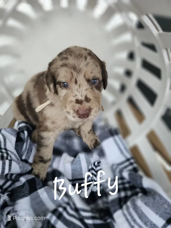 Buffy – Labradoodle puppy for sale in Kannapolis, NC